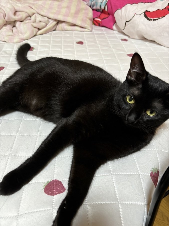 ～るなちゃんとめいちゃん～