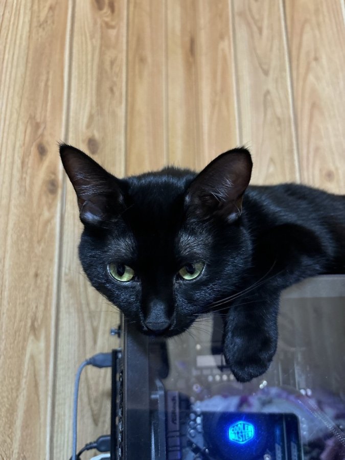 🌸我が家のお姫様🌸