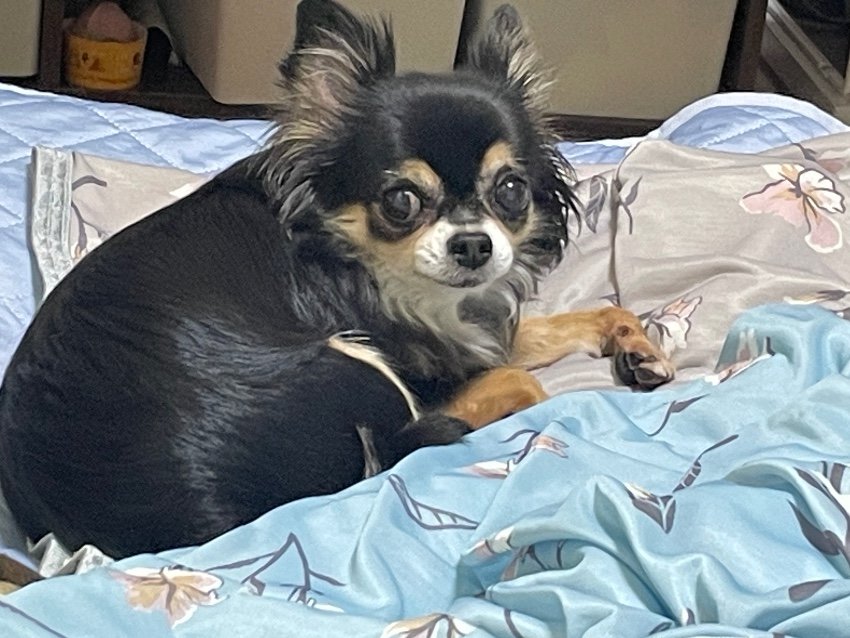 【ブチギレ】留守番で拗ねる