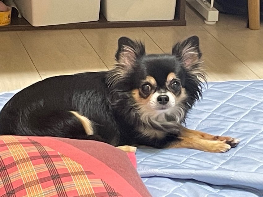 【キレるチワワ】写真NG