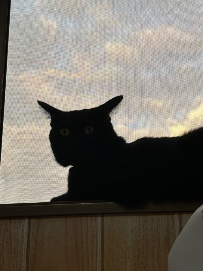 🌸見守り猫🌸