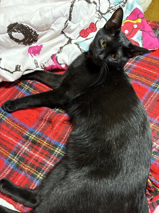 🌸ぬくぬく月ちゃん🌸