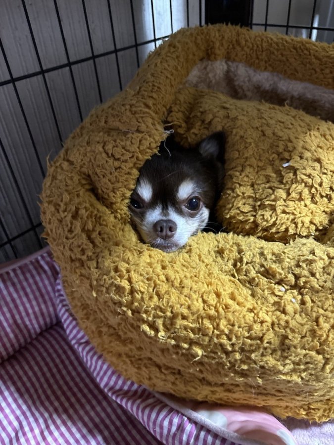 🌸顔だけ姫愛ちゃん🌸