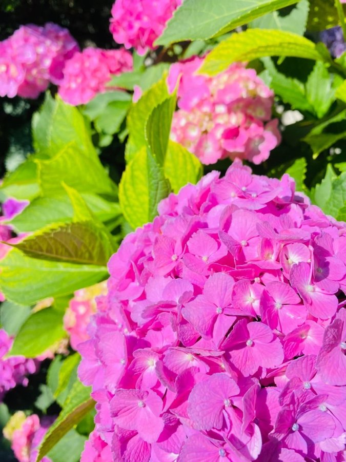 アイホンの本気