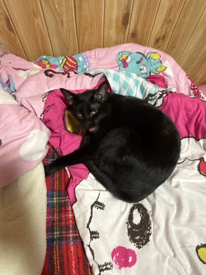 🌸アクビの瞬間🌸