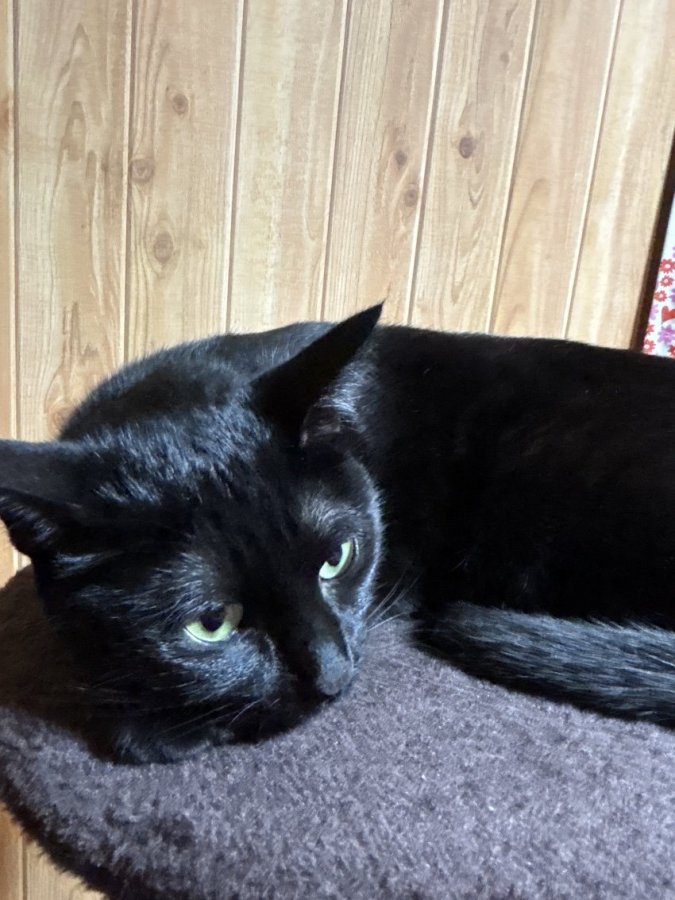 🌸スイッチオン🌸