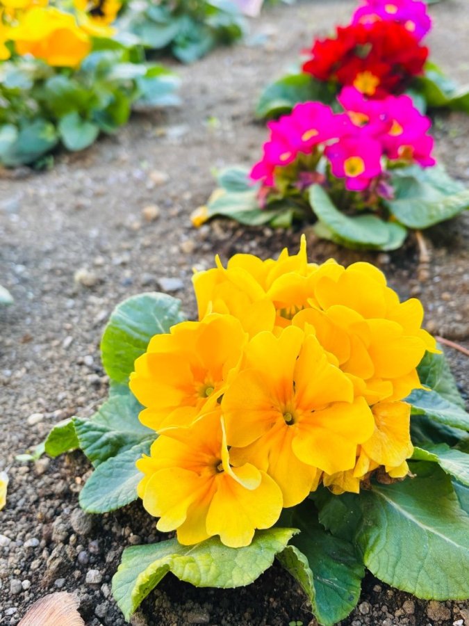 この花の名前を僕たちはまだ知らない