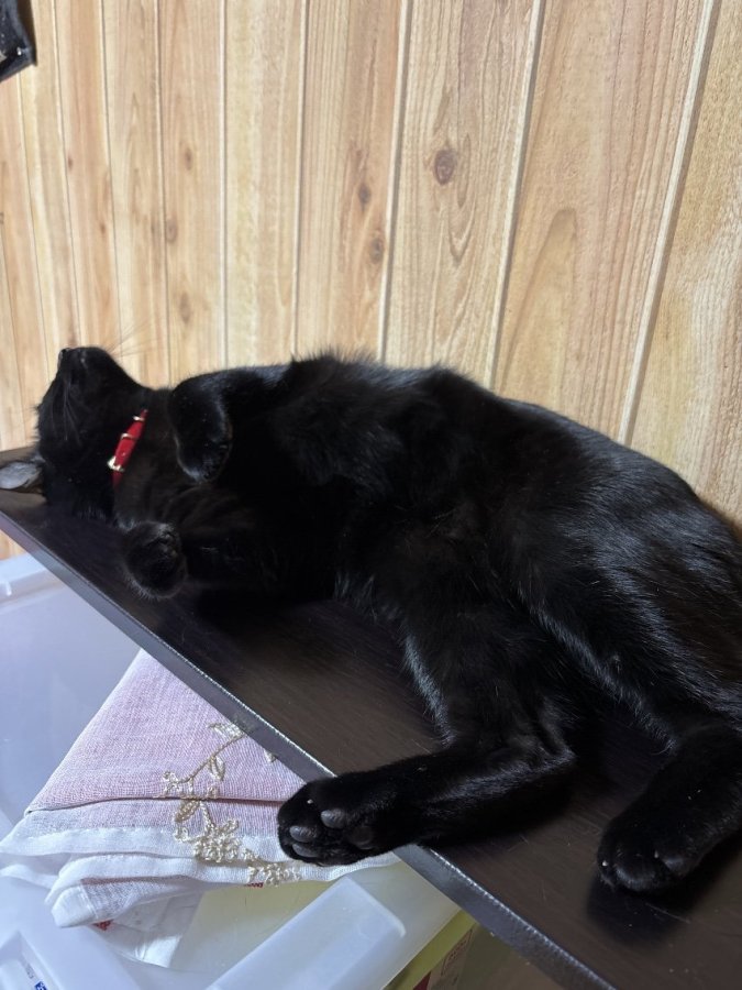 🌸今日のにゃんこ🌸