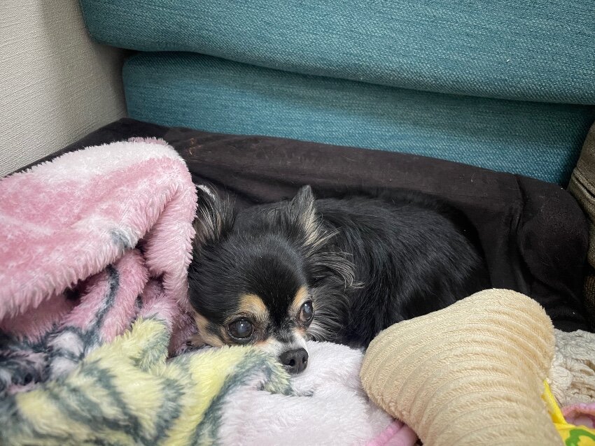 お留守番チワワ