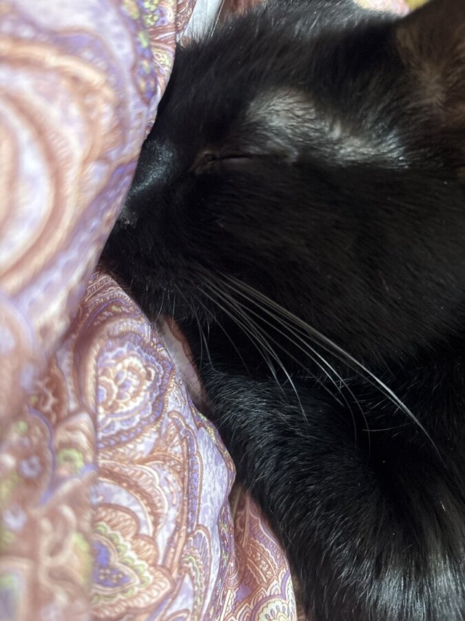 🌸可愛いのよ🌸