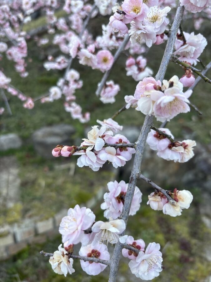 🌸庭の梅🌸