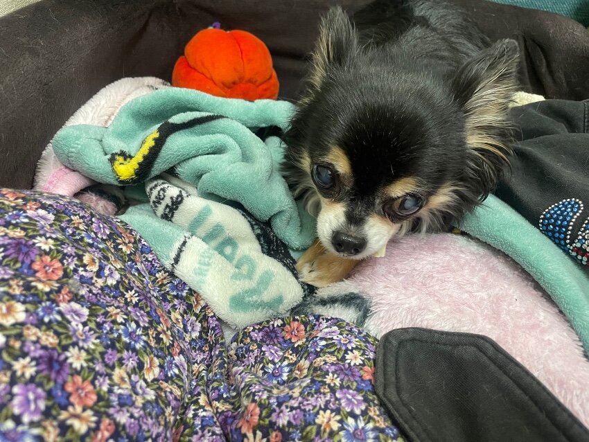 おやつはワニのように