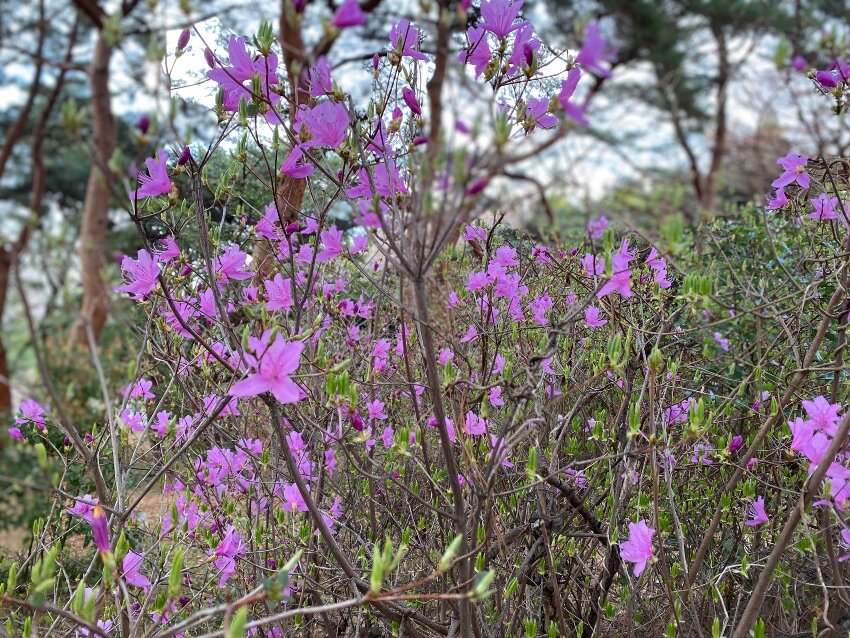 なんてお花でしょう？