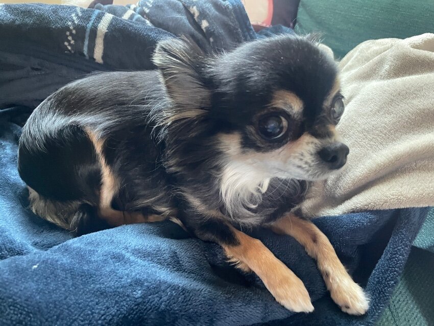 【ブチキレチワワ】朝は機嫌悪いめめ