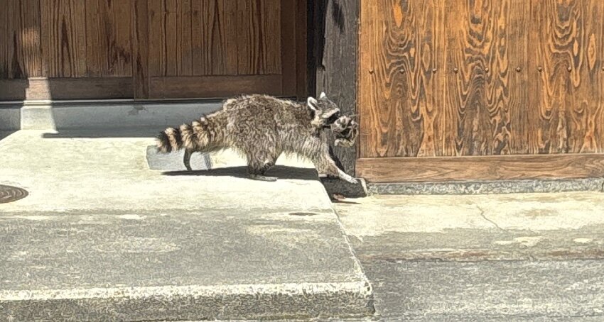 🌸お引越し🌸