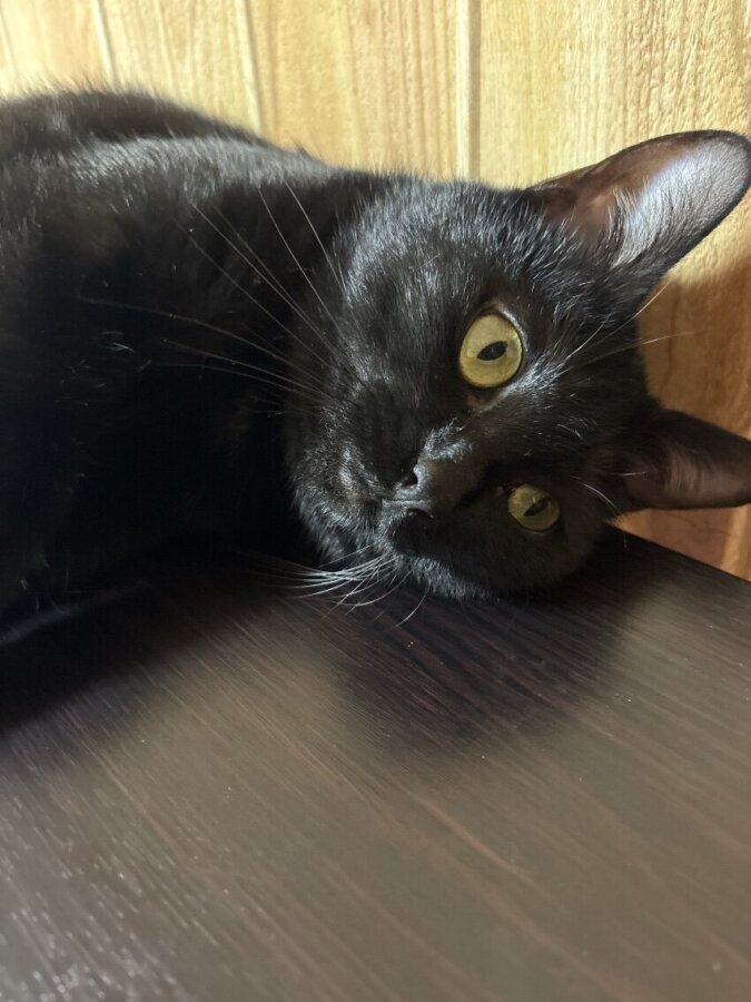 🌸相変わらず可愛い🌸