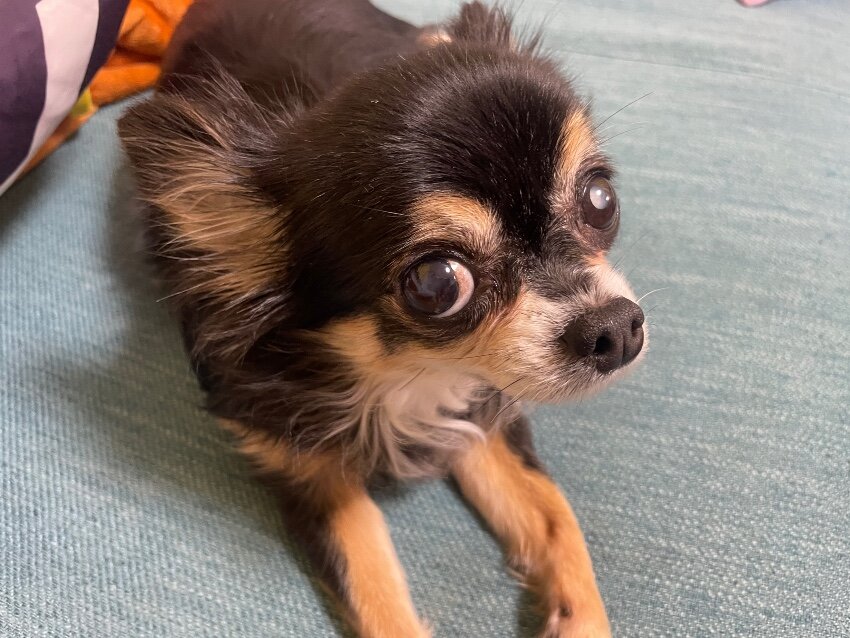 まだまだピチピチギャルやもん