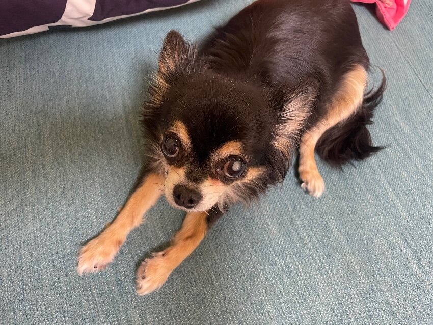 おやつ大好きめスティックバイオレンス