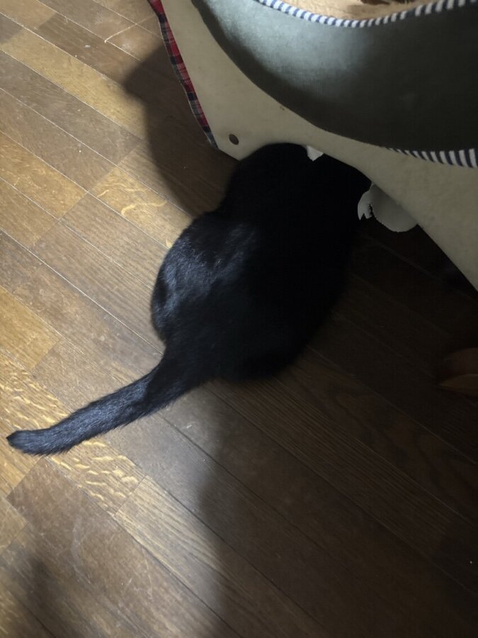 🌸頭隠して…🌸