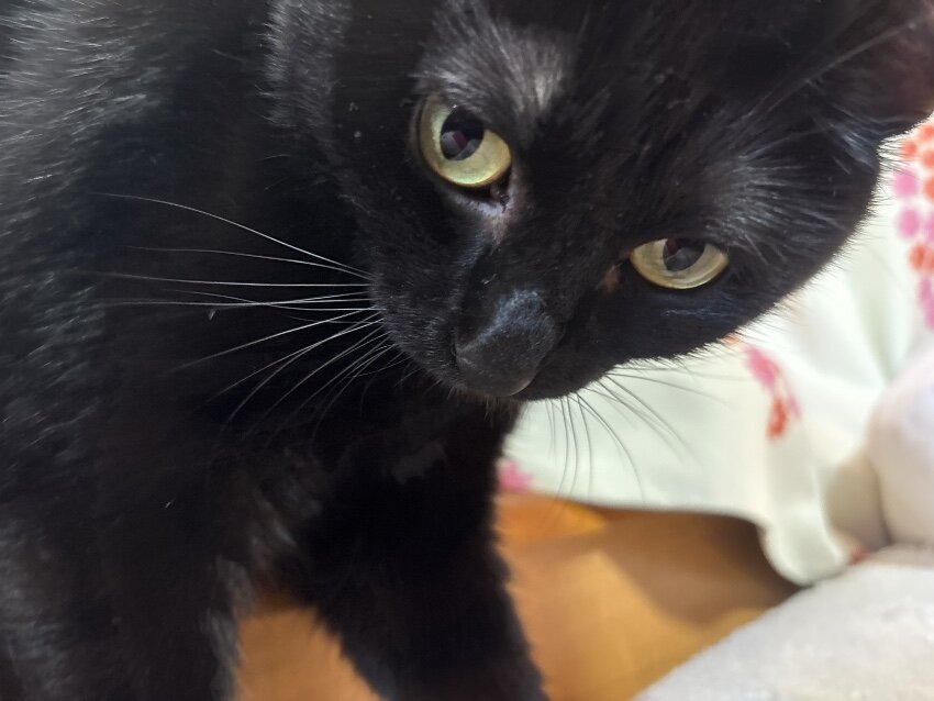 🌸朝起こしにくる月ちゃま🌸