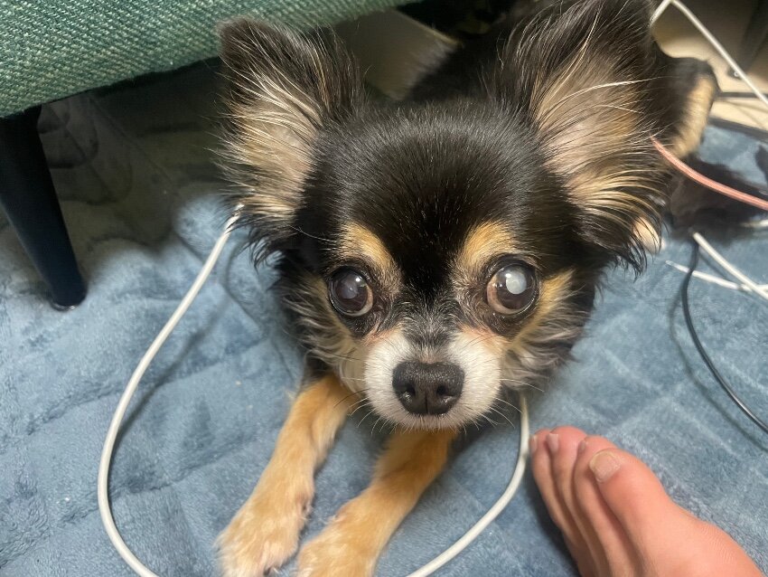 充電器の線をブロックするめめさん