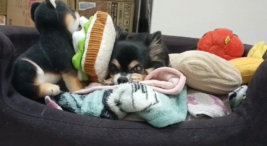 ブチギレチワワ卒業！？