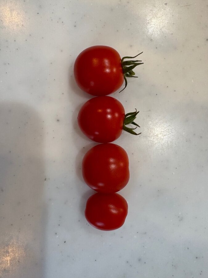 トマト②