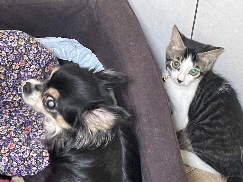 『犬猫物語』初対面で猫パンチ！？