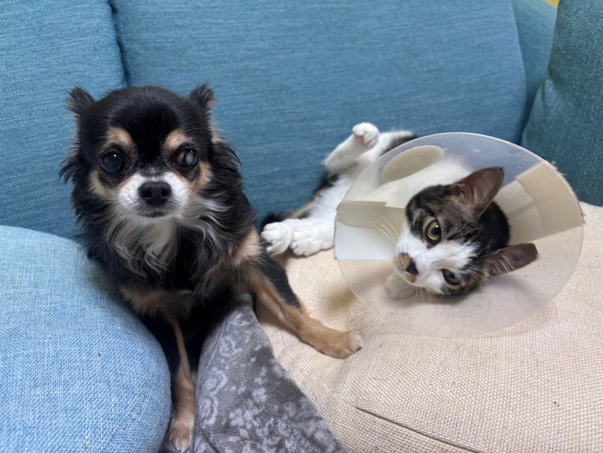 【犬猫物語】ブチギレこよし