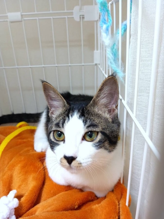 猫のおとちゃんは食いしん坊万歳