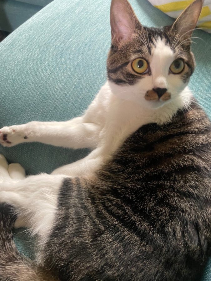 0歳わんぱく子猫のオト